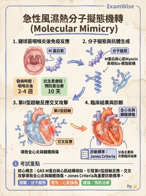 醫檢師 - 鏈球菌與其他革蘭氏陽性桿菌 - AI 圖文解析預覽
