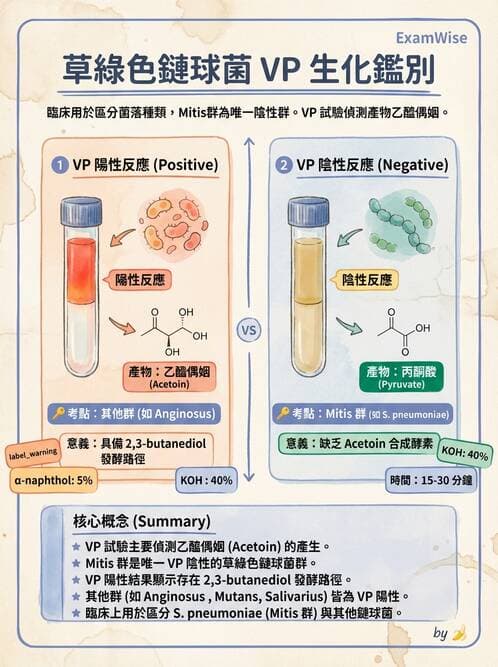 醫檢師 - 鏈球菌與其他革蘭氏陽性桿菌 - AI 圖文解析預覽