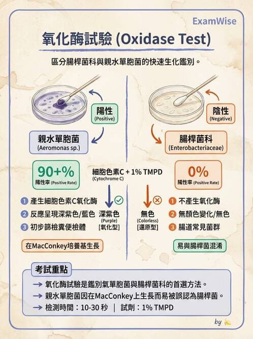 醫檢師 - 腸內菌鑑別方法與培養基 - AI 圖文解析預覽