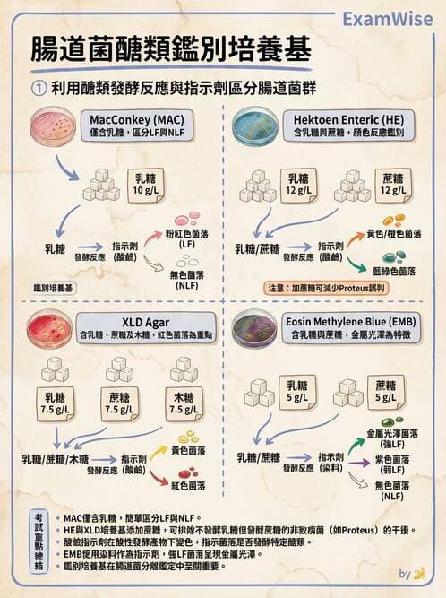 醫檢師 - 腸內菌鑑別方法與培養基 - AI 圖文解析預覽