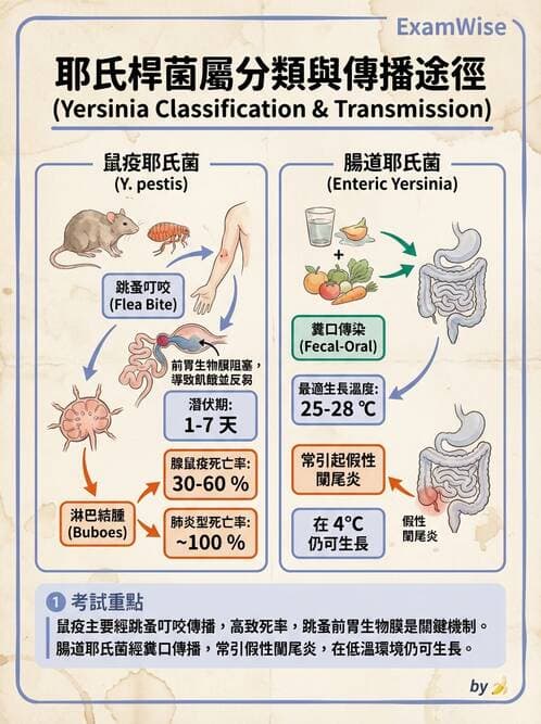 醫檢師 - 其他腸內菌科 - AI 圖文解析預覽