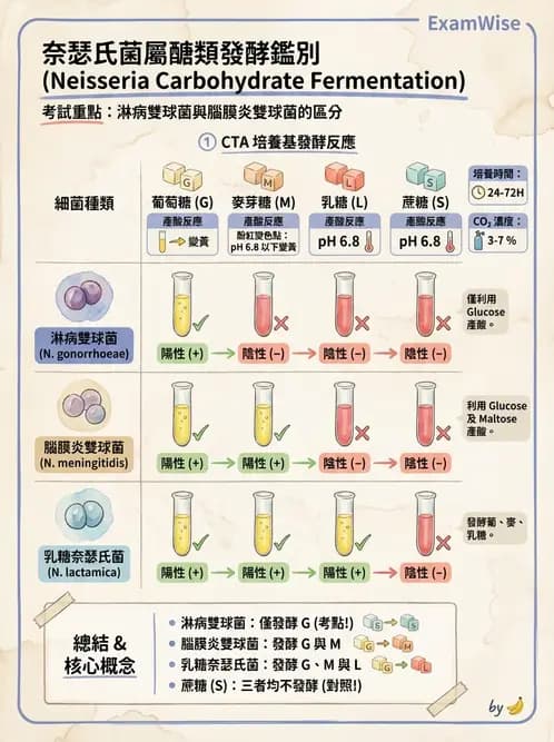 醫檢師 - 奈瑟菌與挑剔性革蘭氏陰性菌 - AI 圖文解析預覽