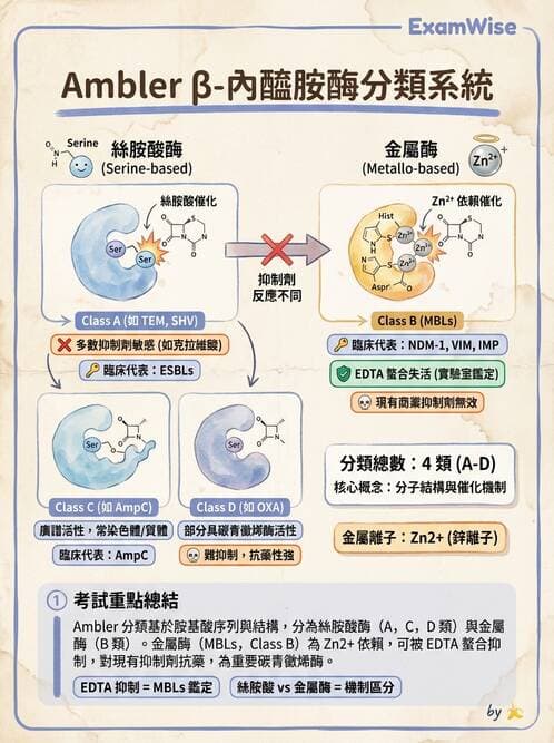 醫檢師 - 抗藥性機制 - AI 圖文解析預覽