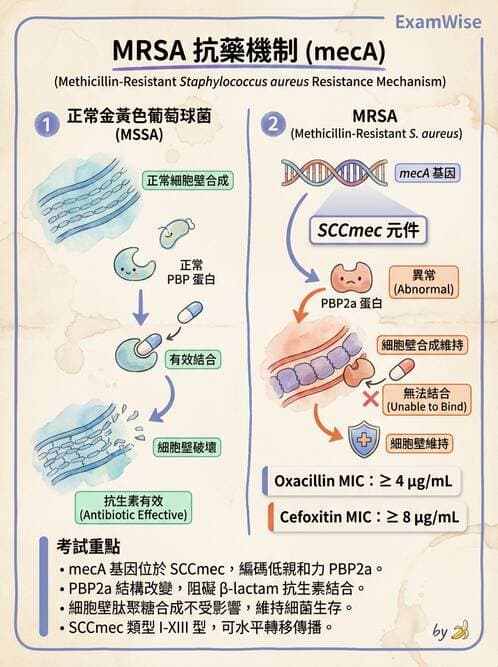 醫檢師 - 抗微生物製劑 - AI 圖文解析預覽