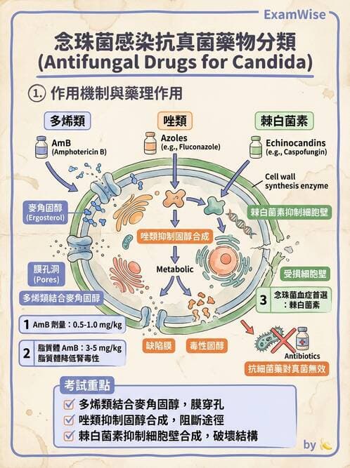 醫檢師 - 真菌診斷與治療 - AI 圖文解析預覽