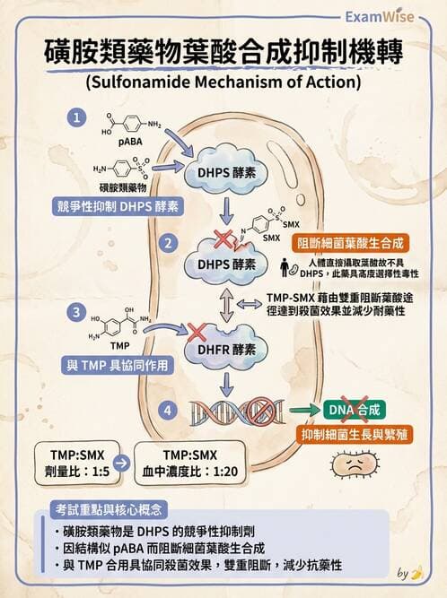 醫檢師 - 抗微生物製劑 - AI 圖文解析預覽