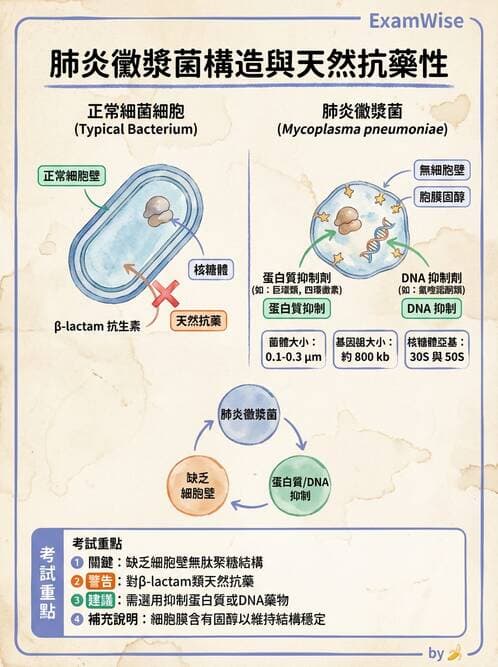 醫檢師 - 抗微生物製劑 - AI 圖文解析預覽