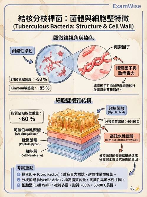 醫檢師 - 鏈球菌與其他革蘭氏陽性桿菌 - AI 圖文解析預覽
