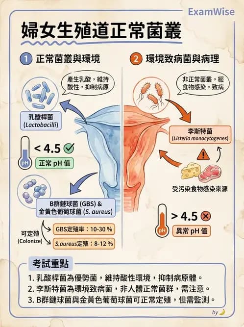醫檢師 - 鏈球菌與其他革蘭氏陽性桿菌 - AI 圖文解析預覽