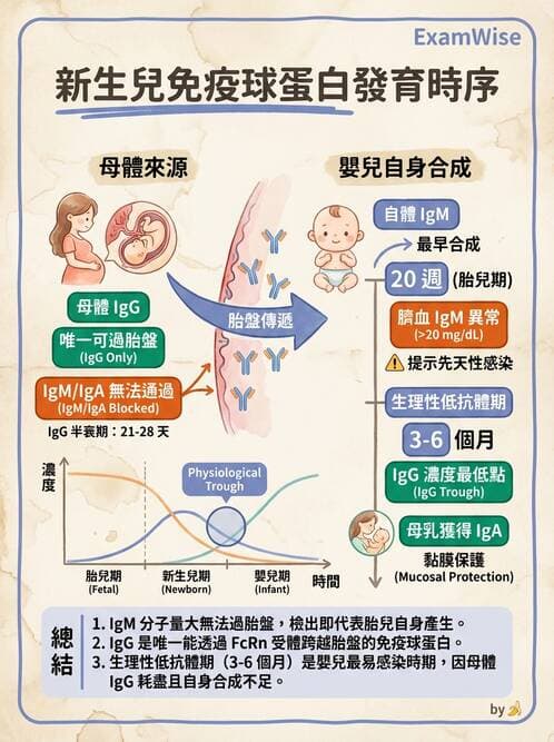 醫檢師 - 血清蛋白與蛋白質檢測 - AI 圖文解析預覽