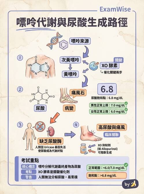 醫檢師 - 腎臟機能與代謝評估 - AI 圖文解析預覽