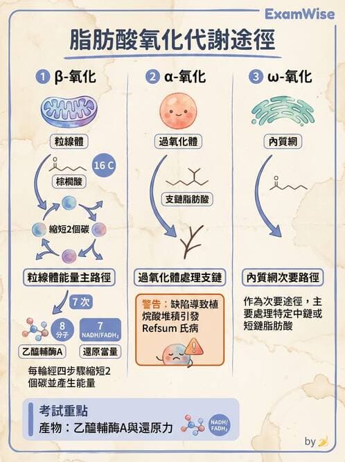 醫檢師 - 脂質代謝與酮體 - AI 圖文解析預覽