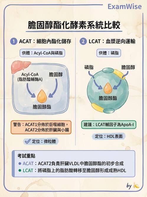 醫檢師 - 脂質代謝與酮體 - AI 圖文解析預覽