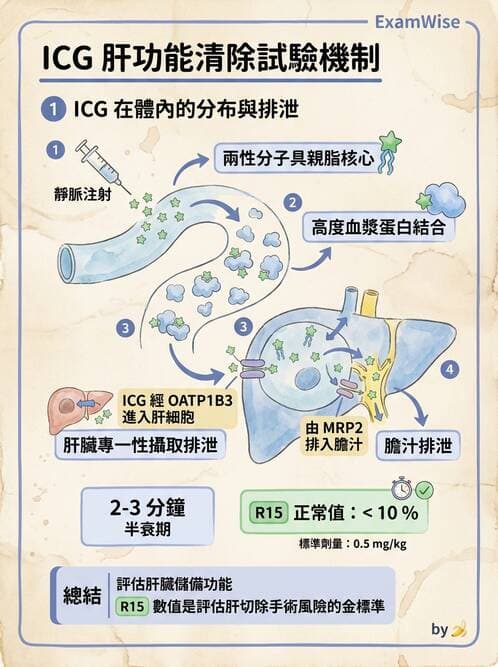 醫檢師 - 肝臟機能與胰臟酵素 - AI 圖文解析預覽