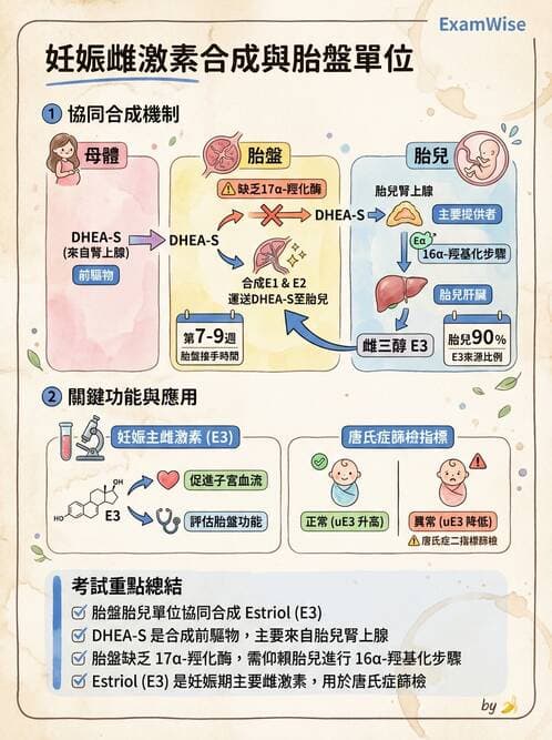 醫檢師 - 腎上腺與生殖內分泌 - AI 圖文解析預覽