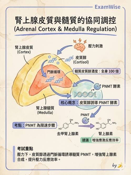 醫檢師 - 腎上腺與生殖內分泌 - AI 圖文解析預覽