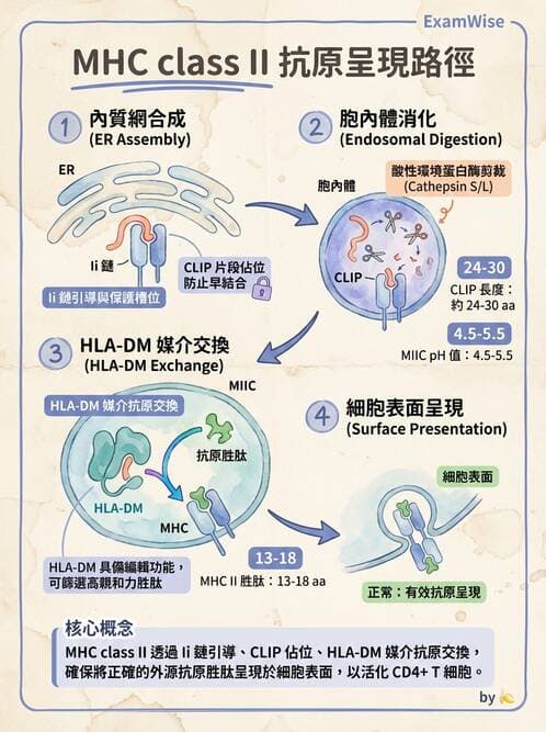 醫檢師 - 細胞激素與抗原呈獻 - AI 圖文解析預覽