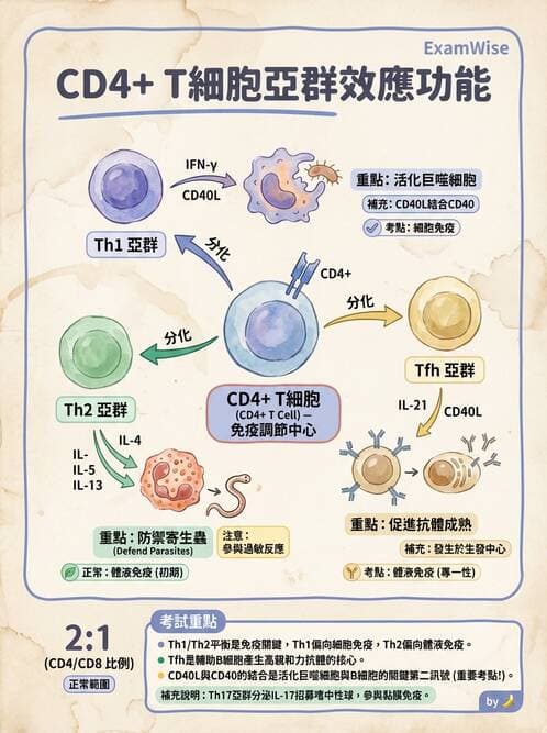 醫檢師 - T細胞發育與功能 - AI 圖文解析預覽