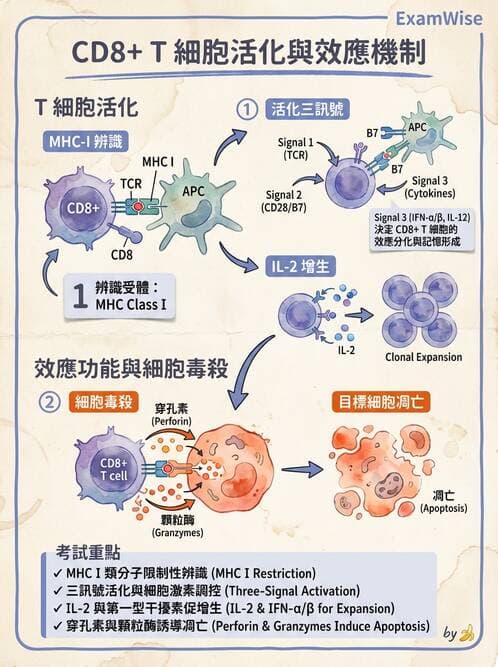 醫檢師 - T細胞發育與功能 - AI 圖文解析預覽