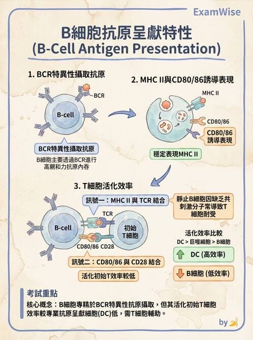 醫檢師 - B細胞發育與抗體生成 - AI 圖文解析預覽