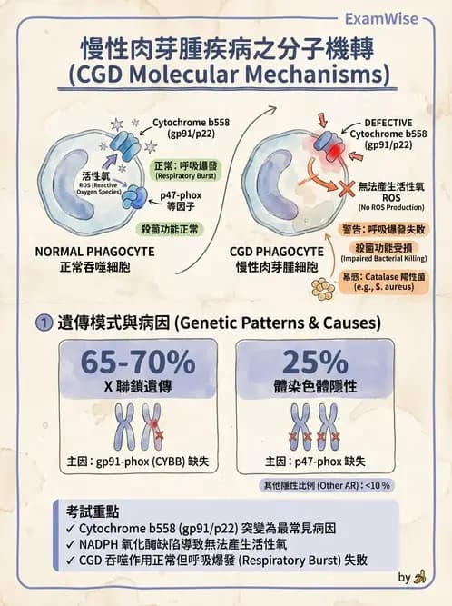 醫檢師 - 先天免疫與補體系統 - AI 圖文解析預覽