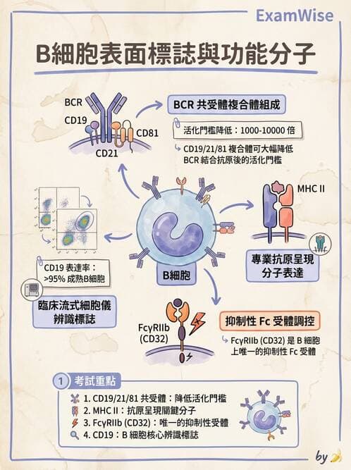 醫檢師 - 免疫球蛋白與抗體 - AI 圖文解析預覽