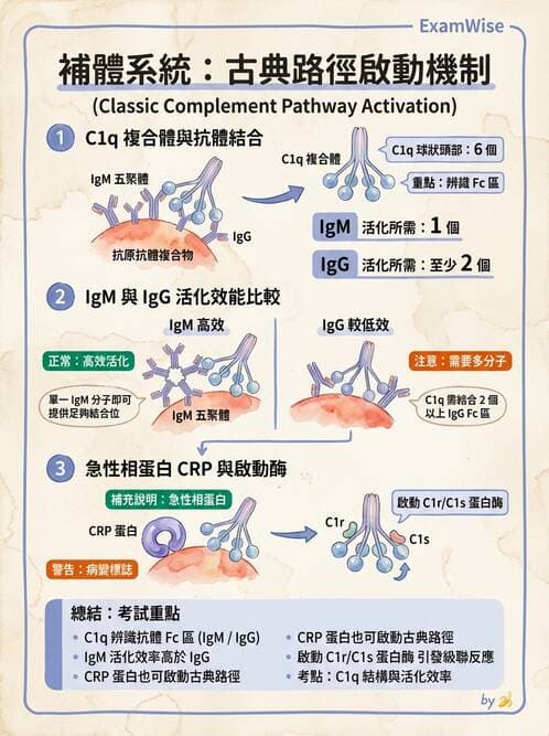 醫檢師 - 先天免疫與補體系統 - AI 圖文解析預覽