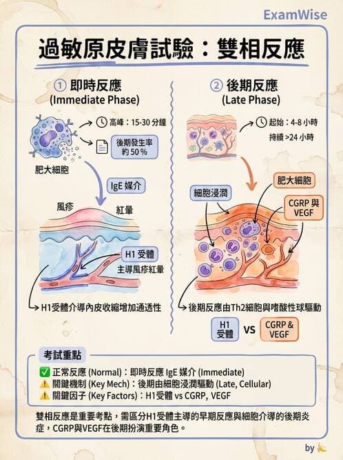 醫檢師 - 過敏反應及測試法 - AI 圖文解析預覽