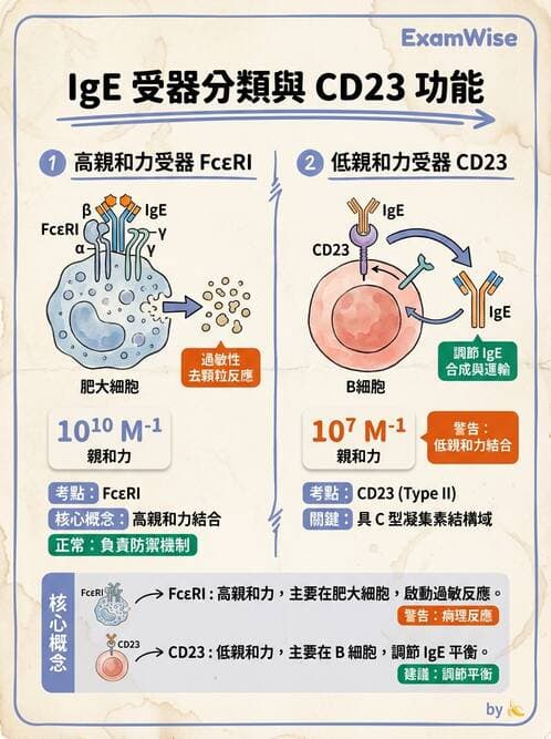 醫檢師 - 過敏反應及測試法 - AI 圖文解析預覽