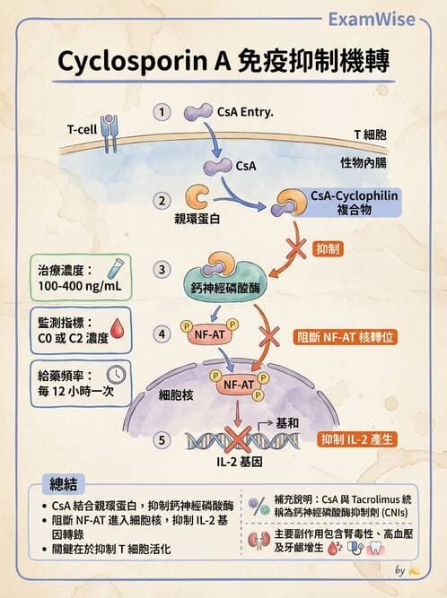 醫檢師 - T細胞發育與功能 - AI 圖文解析預覽
