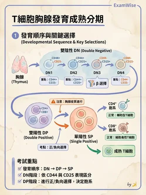 醫檢師 - T細胞發育與功能 - AI 圖文解析預覽