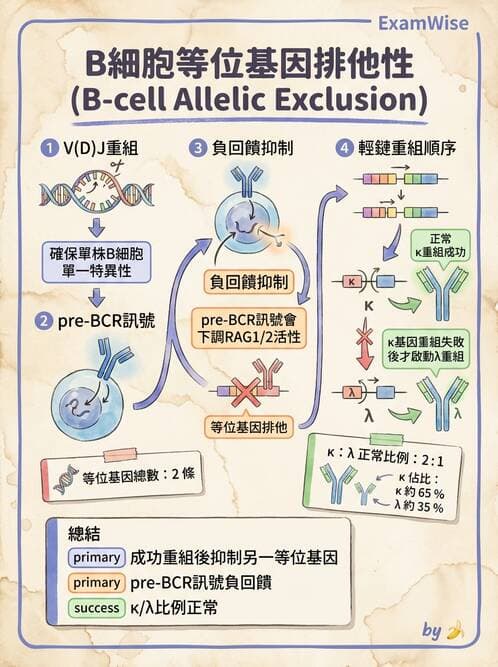 醫檢師 - B細胞發育與抗體生成 - AI 圖文解析預覽