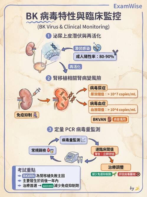醫檢師 - 細小病毒與多瘤病毒 - AI 圖文解析預覽