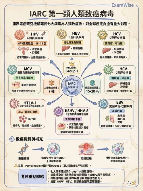 醫檢師 - 細小病毒與多瘤病毒 - AI 圖文解析預覽