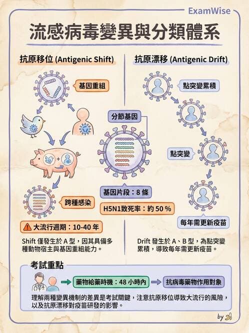 醫檢師 - 正黏液病毒科(流感) - AI 圖文解析預覽