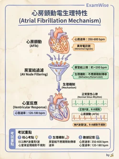 醫檢師 - 心律不整判讀 - AI 圖文解析預覽