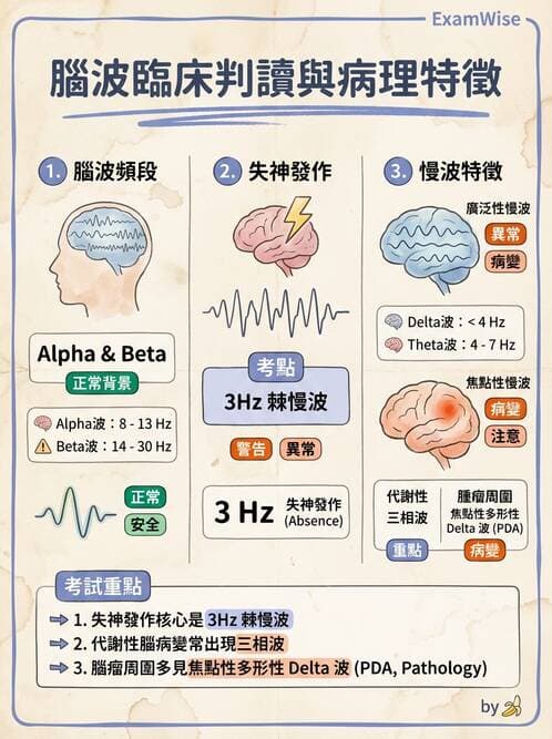 醫檢師 - 腦電圖檢查 - AI 圖文解析預覽