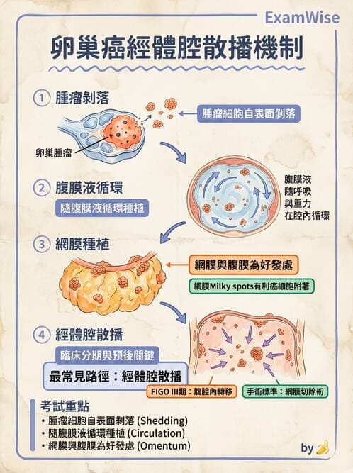 醫檢師 - 腫瘤概論 - AI 圖文解析預覽