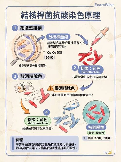 醫檢師 - 感染 - AI 圖文解析預覽