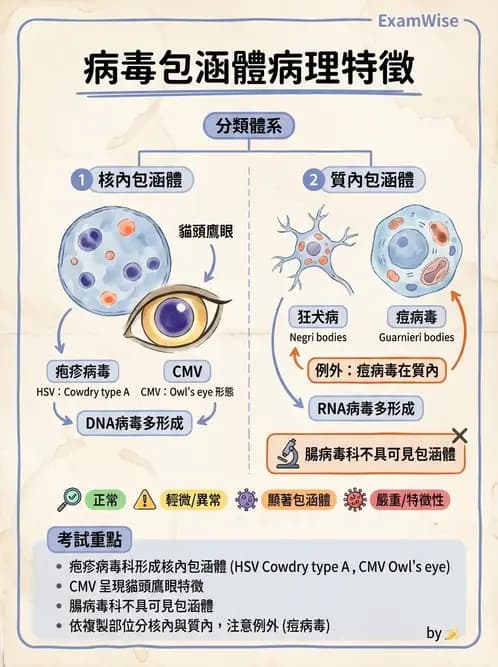 醫檢師 - 感染 - AI 圖文解析預覽