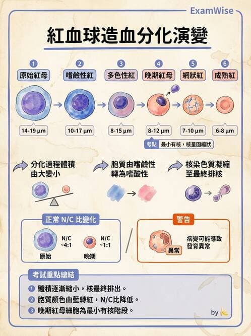 醫檢師 - 紅血球生理與形態 - AI 圖文解析預覽