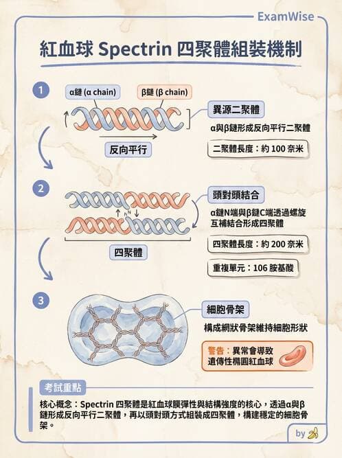 醫檢師 - 紅血球生理與形態 - AI 圖文解析預覽