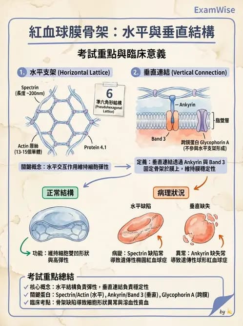 醫檢師 - 紅血球生理與形態 - AI 圖文解析預覽