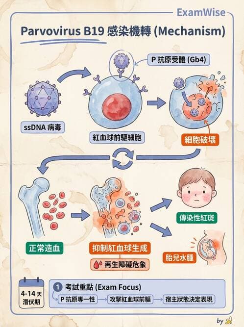 醫檢師 - 溶血性貧血與血色素病變 - AI 圖文解析預覽