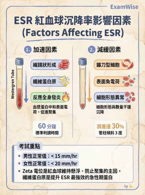 醫檢師 - 紅血球生理與形態 - AI 圖文解析預覽