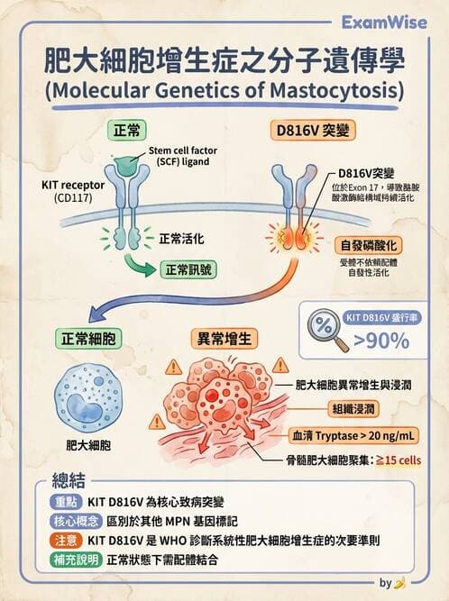 醫檢師 - 慢性血液腫瘤與骨髓增生疾患 - AI 圖文解析預覽