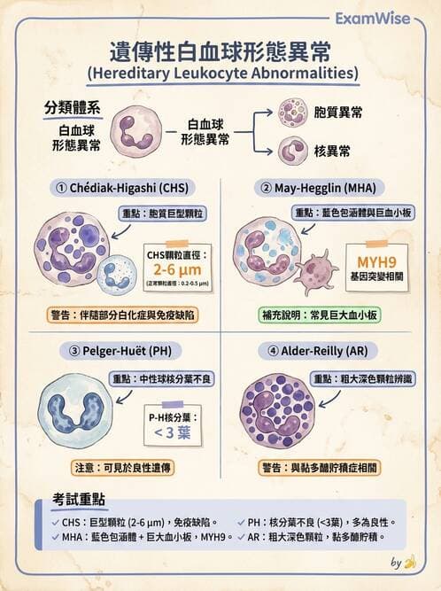 醫檢師 - 淋巴瘤、漿細胞疾病與白血球異常 - AI 圖文解析預覽