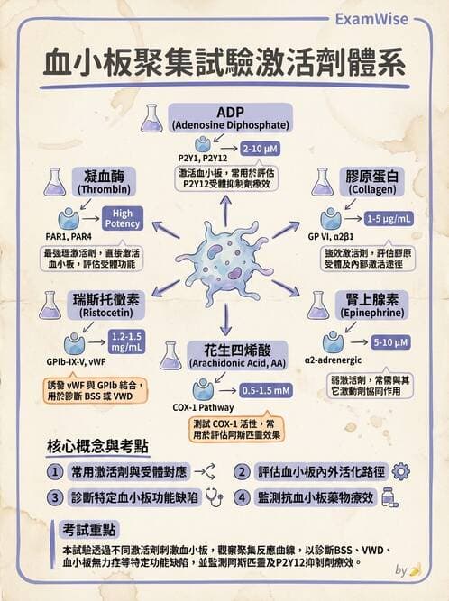 醫檢師 - 血小板與止血生理 - AI 圖文解析預覽