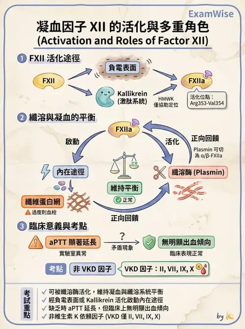 醫檢師 - 凝血因子與凝血檢驗 - AI 圖文解析預覽