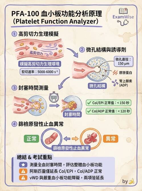 醫檢師 - 血小板與止血生理 - AI 圖文解析預覽